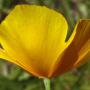 Frying Pan Poppy (Eschscholzia caespitosa): A native Poppy which looks very similar to the California Poppy--except there is no ring between the petals & the stem.